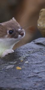 Rock,Muzzle,Polecat,Animals,Ferret,Stone