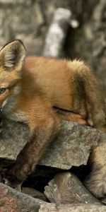 Rock,Muzzle,Stone,Animal,Animals,Fox