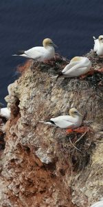 Rock,Nest,Seagulls,Animals