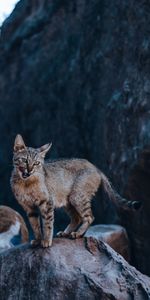 Animaux,Langue Saillante,La Langue Est Sortie,Un Rocher,Vue,Opinion,Faune,Pierre,Chat