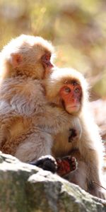 Rock,Pair,Stone,Tenderness,Animals,Monkeys,Care,Couple