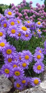 Rock,Rest,Asters,Flowers,Park,Relaxation,Stone