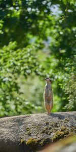 Rock,Sight,Opinion,Animal,Profile,Animals,Stone,Meerkat,Surikat