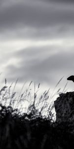 Piedra,Bw,Una Roca,Nutria,Chb,Escultura,Oscuro