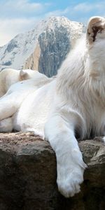 Rock,To Lie Down,Lie,Albino,Mountains,Lion,Animals