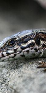 Se Coucher,Lézard,Un Rocher,Mensonge,Pierre,Animaux