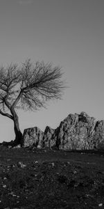 Rock,Tree,Bw,Nature,Wood,Chb,Minimalism