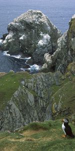 Naturaleza,Gaviotas,Rocas,Orilla,Banco,Océano,Las Rocas,Oceano,Pingüinos