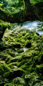 Naturaleza,Las Rocas,Rocas,Musgo,Stones,Madera,Árbol