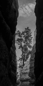 Rocks,Wood,Tree,Bw,Chb,Nature,Canyon