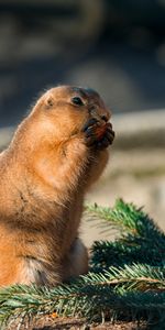 Roedor,Come,Ardilla De Tierra,Ardilla Terrestre,Animales