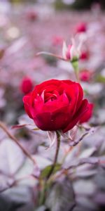 Rose,Bud,Blur,Smooth,Stem,Stalk,Flowers,Rose Flower