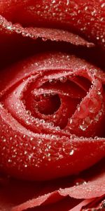 Rosa,Macro,Flor Rosa,Brote,Yema,Drops