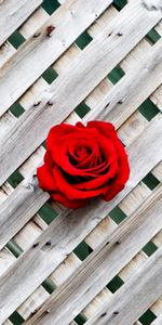 Rose,Fence,Wood,Wooden,Rose Flower,Wall,Minimalism