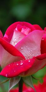 Rose Flower,Bud,Flowers,Drops,Rose