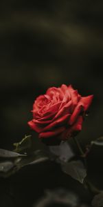 Rose Flower,Bud,Flowers,Rose,Blur,Smooth,Flower