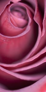 Rose Flower,Bud,Macro,Rose,Petals