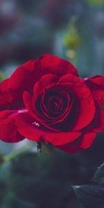 Rose Flower,Bud,Rose,Petals,Blur,Smooth,Garden,Flowers