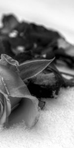 Rose Flower,Bw,Drops,Petals,Flowers,Rose,Chb,Flower