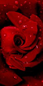 Rose Flower,Dew,Flowers,Drops,Rose,Petals,Wet