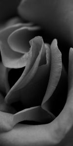 Rose Flower,Macro,Bw,Rose,Petals,Close Up,Chb