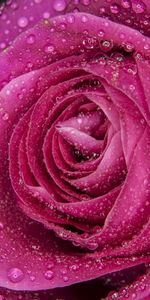 Rose Flower,Macro,Drops,Rose,Petals