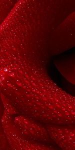 Rose Flower,Macro,Petals,Drops,Rose,Background