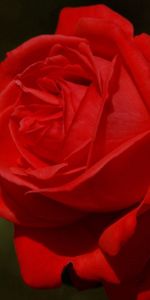 Rose,Flower,Macro,Rose Flower,Petals,Dark Background