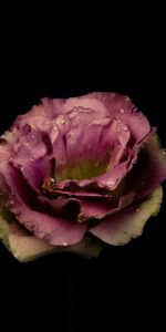 Rose De Jardin,Drops,Bourgeon,Arrière Plan Sombre,Une Rose,Sombre,Fond Sombre,Rose