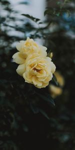 Rose Flower,Rose,Close Up,Bloom,Flowering,Flowers