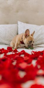 Animales,Rosa,Pétalos,Perro,Lindo,Querido,Doguillo,Flor Rosa,Pug