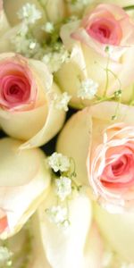 Roses,Beautiful,Bouquet,Decoration,Flowers