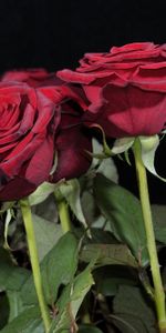 Roses,Bouquet,Flowers,Black Background