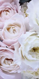 Tendresse,Bouquet,Fleurs,Roses