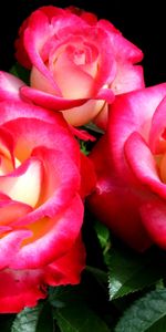 Roses,Bright,Bouquet,Three,Flowers,Close Up