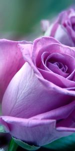 Roses,Close Up,Bouquet,Flowers,Lilac,Purple