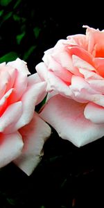 Roses,Dark,Pair,Buds,Darkly,Flowers,Close Up,Couple