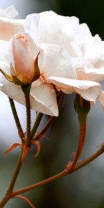 Roses,Flowers,Buds,Branch