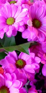 Fermer,Gros Plan,Gerberas,Bouquet,Fleurs,Roses