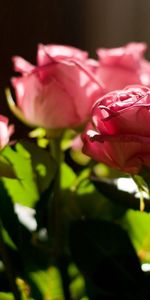 Roses,Leaves,Pink,Macro,Light,Bouquet,Shine