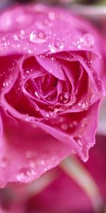 Roses,Macro,Bouquet,Drops,Petals