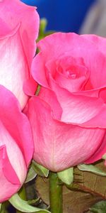 Roses,Pink,Bouquet,Buds,Flowers,Close Up