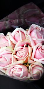 Roses,Pink,Bouquet,Flowers