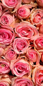 Flores,Roses,Rosa,Sensibilidad,Romance,Ternura,Rosado