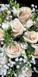 Roses,Registration,Typography,Bouquet,Gipsophile,Flowers,Gypsophilus,Freesia