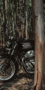 Royal Enfield,Черный,Мотоцикл,Лес,Байк,Мотоциклы