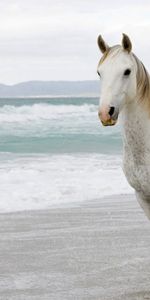 Run Away,Run,Animals,White Horse,Sand,Sea