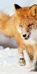 Hiver,Fuyez,Courir,Un Renard,Neige,Renard,Animaux