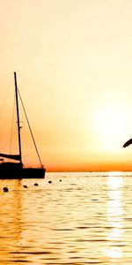 Sailboat,Nature,Sea,Flight,Outlines,Evening,Buoys,Bird,Fishing,Sailfish