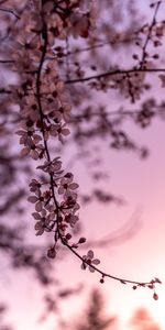 Sakura,Flowers,Cherry,Branch,Spring